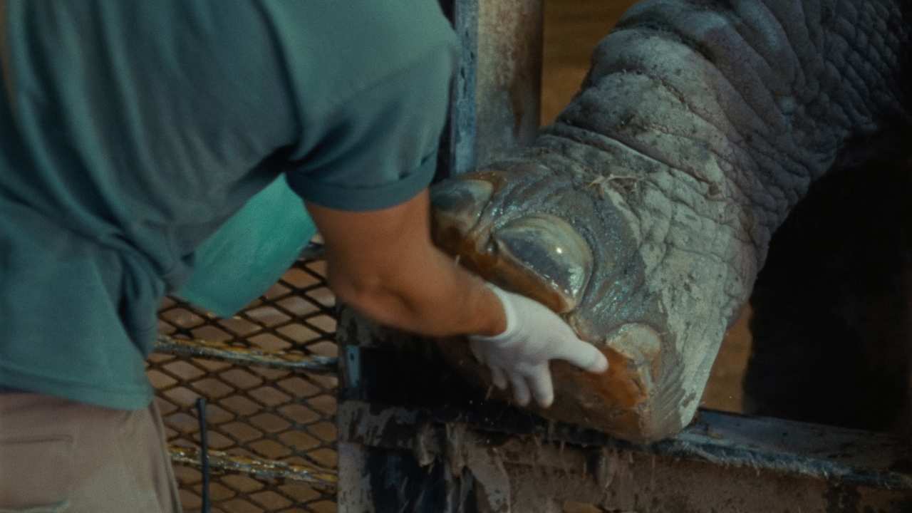 a person tending to an elephant's foot